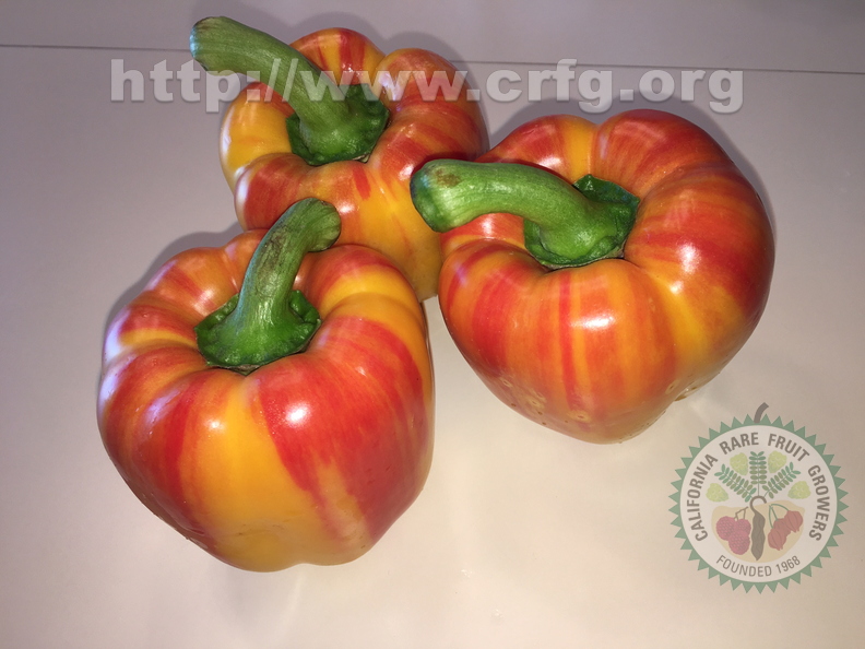 4th Place: Red and Yellow Striped Peppers
Rebecca Gartenberg Long Branch, NJ