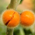 2nd Place: Solanum pseudolulo  Naranjilla del Monte
Anestor Mezzomo Florianópolis SC,  Brazil
