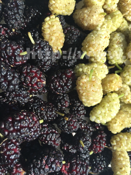 B02_Mulberries_Of_Unknown_Varieties_From_A_Park_Next_To_The_Colorado_River_in_Bullhead_City_Arizona.JPG