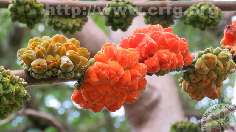 2nd Place: Castilla elastica - Moraceae - Panama Rubber Tree
Anestor Mezzomo Florianópolis SC,  Brazil