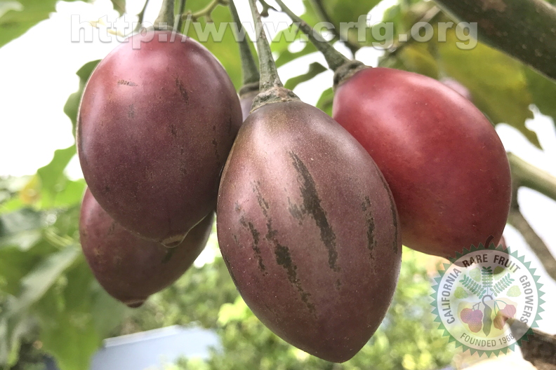 3rd Place: Solanum betaceum - Solanaceae – Tamarillo 
Anestor Mezzomo Florianópolis SC,  Brazil
