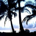 F10_Coconut Sunrise (landscape)_Alan and Carolyn Smith