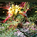 G04_Tamarind Tree In Bloom (Close)_Caroline Hoover