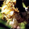 J01_Durian_Blossoms_Michael_I_Anderson.jpg