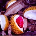 J02_Durian Fruit_Michael I Anderson
