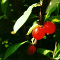 O03_Nangkin Cherries (on Bush Close)_Bernhard Dekoning