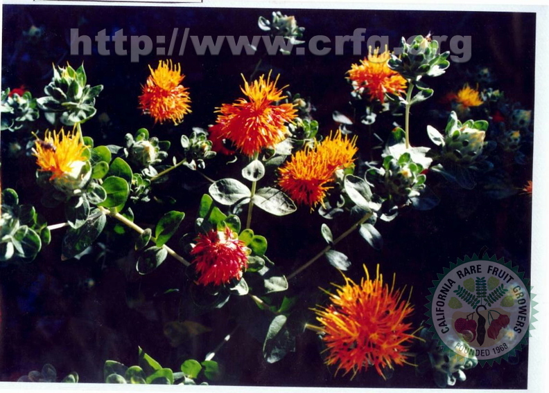 P02_Saffron Plant_Juan R Versluys