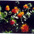 P02_Saffron Plant_Juan R Versluys