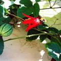 Y18_Passiflora Flower and 1 Fruit_Leo Manuel