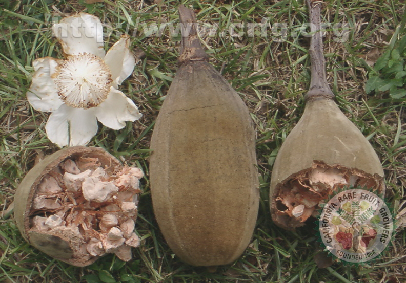 AA16_Baobab Fruit and Flower_Oscar Jaitt