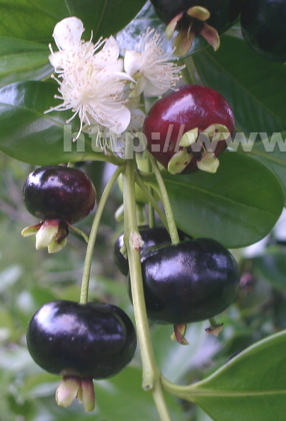AA19_Brazilian Cherry Fruits And Flower1_Oscar Jaitt