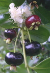 AA19_Brazilian Cherry Fruits And Flower1_Oscar Jaitt