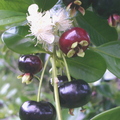 AA20_Brazilian Cherry Fruits And Flower2_Oscar Jaitt