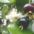 AA21_Brazilian Cherry Fruits And Flower3_Oscar Jaitt