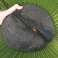AA28_Double Coconuts with leaf backrgound_Oscar Jaitt