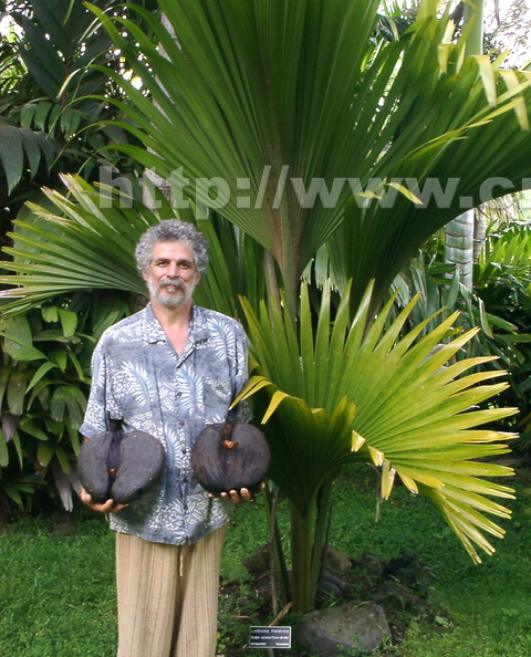 AA32_Holding 2 Germinated Double Coconuts next to Tree_Oscar Jaitt