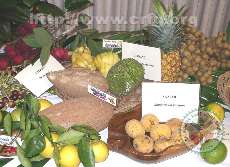 AA51_2006 Hawaii Fruit Conference Display_Oscar Jaitt