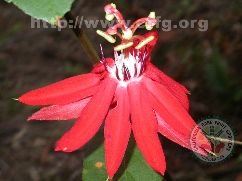 AF02_Wild Passiflora flower_Nat Bletter