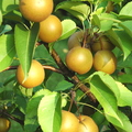 AJ04_Asian Pear Tree_Eva De Guzman