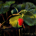 AK03_Colorful Strawberry_Stephanie Luke