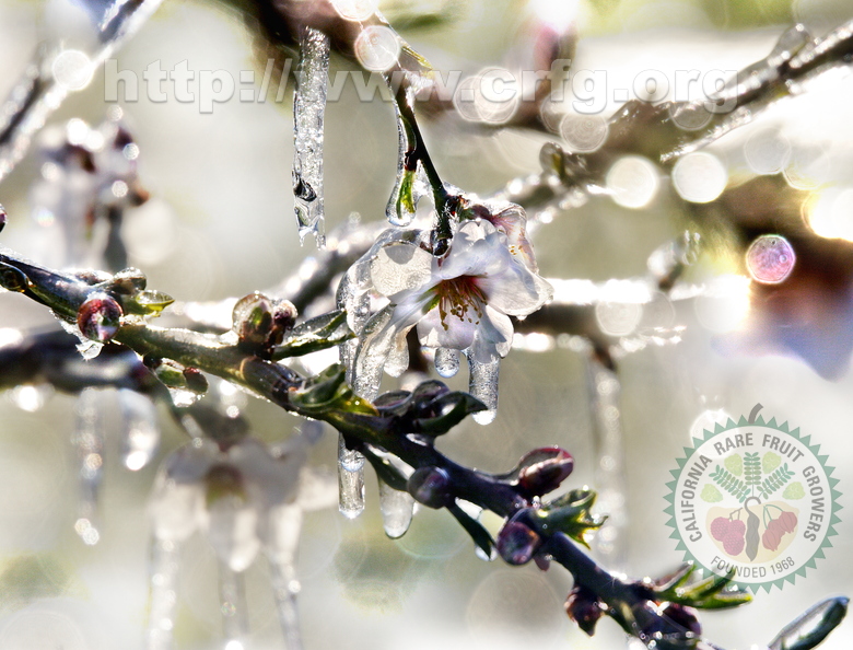 AK04_Frozen Fruit Blossoms_Stephanie Luke