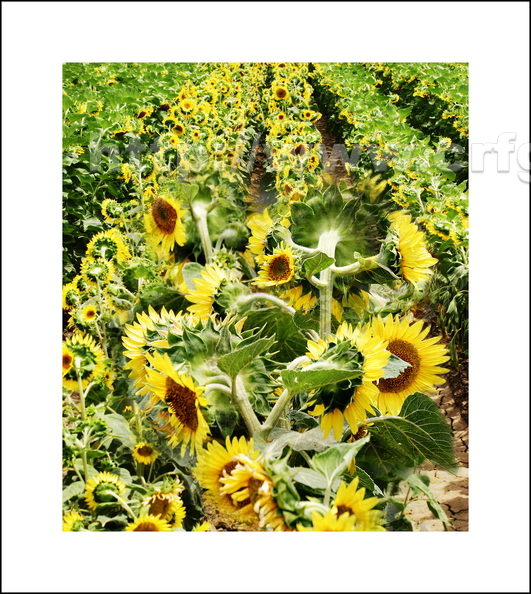 AK11_Sunflowers_Stephanie_Luke.jpg