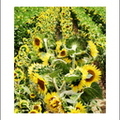 AK11_Sunflowers_Stephanie Luke