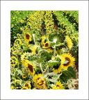 AK11_Sunflowers_Stephanie Luke