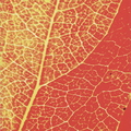 B03_Leaf Pattern Persimmon_Billy Mounts