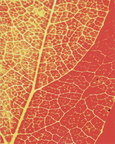 B03_Leaf Pattern Persimmon_Billy Mounts