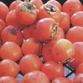 B04_Plethora Of Persimmons_Billy Mounts