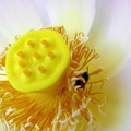 C09_Lotus flower bud_Richard Sar