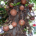 G05_Cannonball Tree_Ken Love