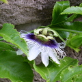 I09_Passiflora edulis 2_Benjamin F. Kuo