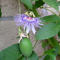I10_Passiflora mollissima (Moorpark, CA)_Benjamin F. Kuo