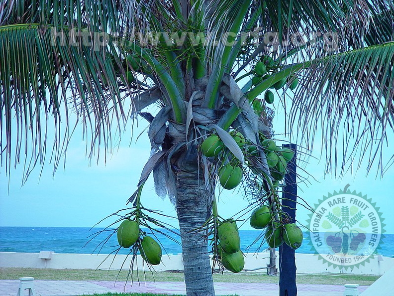 J01_Coconut_Tree_in_Isla_Mujeres__Theresa_Skeete.jpg