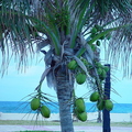 J01_Coconut Tree in Isla Mujeres _Theresa Skeete