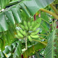 J02_Banana Tree in Tampa Florida_Theresa Skeete