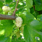 L01_White Mulberries, Santa Rosa, CA_Rachel Hart