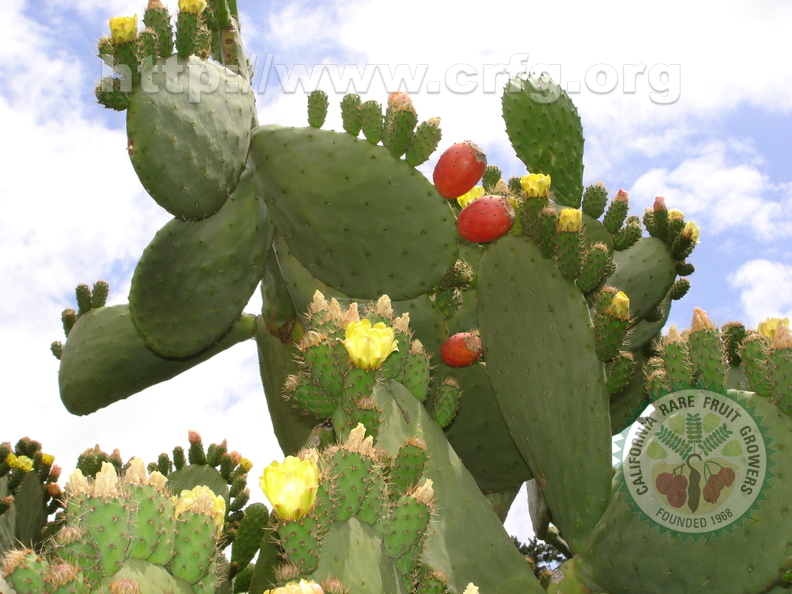 L02_Cactus_Fruit__Tunas__Santa_Rosa__CA_Rachel_Hart.jpg