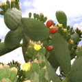 L02_Cactus Fruit (Tunas) Santa Rosa, CA_Rachel Hart