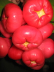 M01_Taiwan Liambu (Wax Jambu)_Roger H Wang