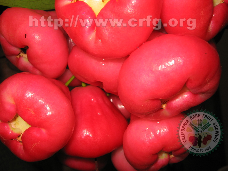 M02_Taiwan Liambu (Wax Jambu)_Roger H Wang