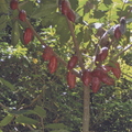 N03_Theobroma cacao understory tree_Felipe Osborne Shea