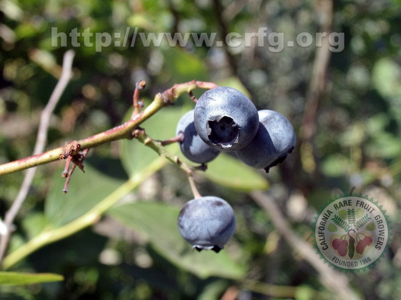 R10_Blueberries-Copia II_David Thompson
