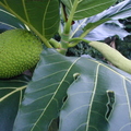 V06_Breadfruit with Male Inflorescence_David Cates