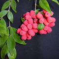 W10_Syzygium leuhmanii Clove Lilly-Pill_Ben Poirier