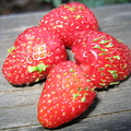 A01_Precocious_Strawberries