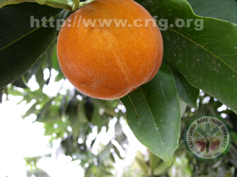 B02_Orange guyana peach