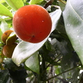 B03_Red guyana peach
